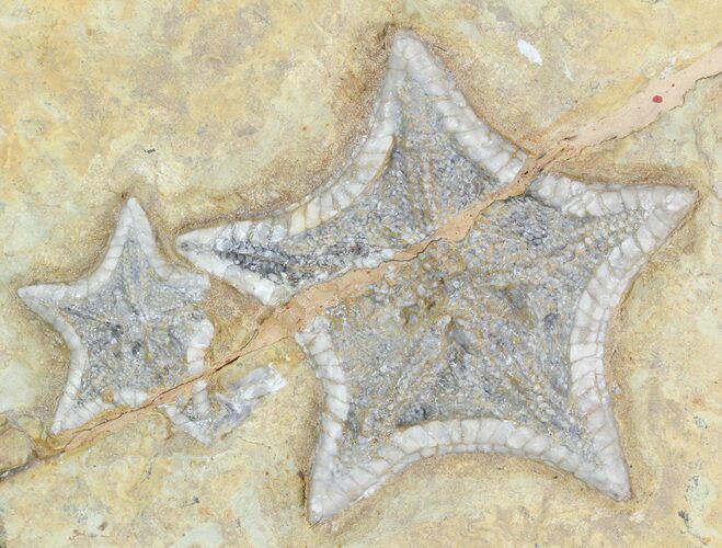 Rare, Plate of Cretaceous Starfish (Marocaster) - Morocco #48327
